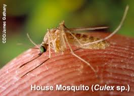 Although the risk of becoming . West Nile Virus Wnv Idph