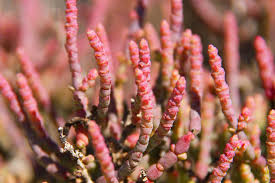 Image result for Sarcocornia