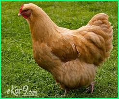 10 Jenis Ayam Pedaging Terbaik Di Dunia Saat Ini Beserta Gambarnya Dunia Fauna Hewan Binatang Tumbuhan Hewan Binatang Hewan Peliharaan