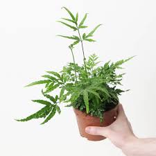 Image result for Pteris