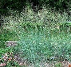 Image result for Eragrostis friesii