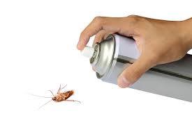 how to get rid of roaches imbalife