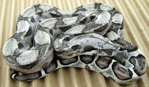 Descriptions Of Boa Morphs Boa Constrictor Reptile Snakes Boa Snake