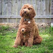 Img 0058 Cute Dogs Labradoodle Puppy Australian Labradoodle Puppies