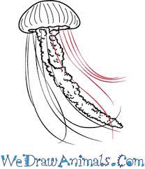 Maybe you would like to learn more about one of these? How To Draw A Realistic Jellyfish