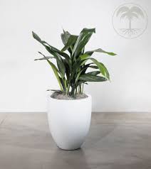 Image result for Aspidistra
