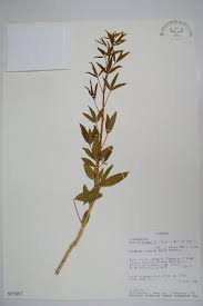 Image result for Asystasia hedbergii