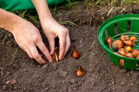 For example, bulbs that are two inches in diameter should be planted around four inches deep in the soil. How To Plant Flower Bulbs Ashridge Trees