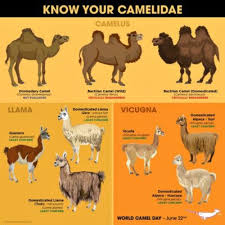 Allah says in quran that people can call him with any good names. The Camel Stichting Dalel