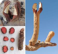 Image result for Hydnora