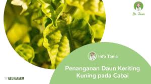 Pada cabai rawit, tanaman masih bisa berbuah, tapi kualitas dan kuantitas menurun drastis. Penanganan Daun Keriting Pada Cabai