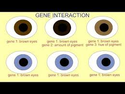 Are Blue Eyes Endangered Eye Color Chart Genetics