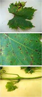 Browse our listings to find jobs in germany for expats, including jobs for english speakers or those in your native language. Bacterial Etiology Of Necrotic Spots On Leaves And Shoots Of Grapevine Vitis Vinifera L In Poland Springerlink