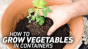Plants in containers need the best possible soil, aeration, and drainage for healthy root growth and optimum harvest. How To Grow Vegetables In Containers