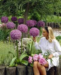 Giant Allium Collection Anglia Bulb Company Bulb Flowers Allium Flowers Backyard Seating