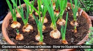 Growing And Caring Of Onions How To Harvest Onions Green Onions Growing Growing Vegetables Growing Tomato Plants