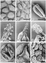 Image result for Xylia torreana