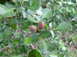 Image result for Commiphora