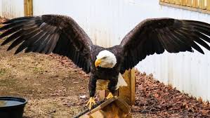 Trooper Eagle soars again into the wild