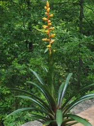 Image result for Paropsia