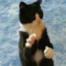 Hinterlässt eine katze an mehreren stellen in der wohnung exkremente, ist möglicherweise eine darmerkrankung die ursache. Katze Pinkelt Auf Flauschige Badteppiche