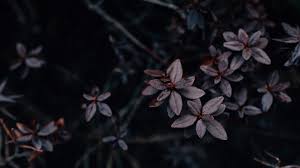 Dark wallpapers hd free download dark knight wallpapers hd 1920×1080. Dark Flower Aesthetic Desktop Wallpaper Novocom Top