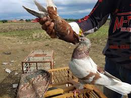 Meskipun anda baru saja membeli burung lovebird, tetapi burung ini bisa langsung menunjukkan kebiasaan mengeluarkan suara ngekek yang panjang. Gaya Tembak Merpati Balap Yang Bagus Dunia Hobi