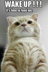 I Ve Seen This Face Funny Wild Animals Funny Animal Pictures Funny Animals