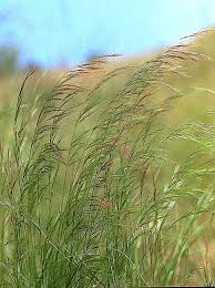 Image result for Aristida adscensionis