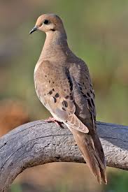 Poetry 2015 Jw Winslow