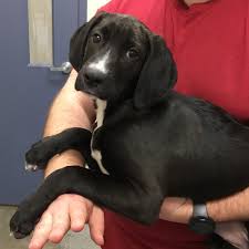 It has an excess of skin around its neck and upper back and round eyes that are livelier and friendlier than the hound's rather dull eyes. Meet Pet Of The Week Noel Is A 4 Month Old Lab Hound Mix Puppy She 039 S Looking For A Family That Will Have Plenty Of Time To Trai Rajah Scoopnest