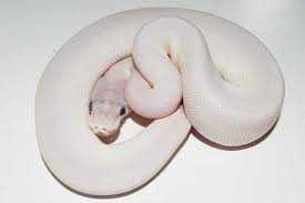 I Learned That Breeding A Lesser And A Mojave Ball Python Makes A Blue Eyed Leucistic Ball Python I Plan On Ma Ball Python Beautiful Snakes Ball Python Morphs