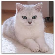 Check spelling or type a new query. Shaded Katzen Entstehung Vererbung Katzengenetik Vererbung Der Fellfarben Und Fellmuster Bei Katzen
