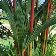 Plants of malaysia (flowers and fruits) : Red Sealing Wax Palm Cyrtostachys Renda In 2021 Identify Plant Plants Plant Leaves