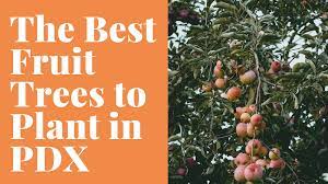 Fruit trees, of all kinds, require full sun and well drained soils. What Are The Best Fruit Trees To Plant In Portland
