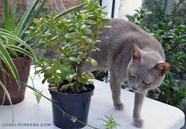 Spider plants are not actually toxic to cats but can be a cause of concern for many owners. 5 Trendy Houseplants That Are Toxic To Cats Lovely Greens