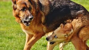 Viele tipps und infos, hier mehr dazu. Hunde Und Katzen Vertreiben Effektive Hausmittel Zur Tierabwehr Bei Westfalia Versand Deutschland