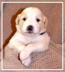 If you're interested in adopting a dog or cat, visit our shelter: Adopt Greater Charlotte Spca