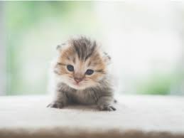 kitten development understanding a kittens major growth