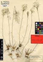 Image result for Sporobolus welwitschii