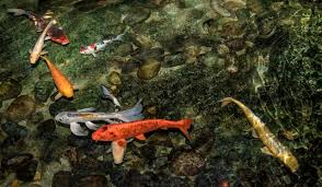 The feng shui magic of a koi pond is both aesthetic and wealth generating. How Deep Should A Koi Pond Be Farming Aquaponics