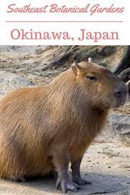 The Southeast Botanical Gardens In Okinawa Gina Bear S Blog Capybara Cute Animals Animals