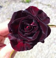 Sisters of the rose duellanti leggendari: Black Baccara Rosa Nera Vivai Veimaro Vivaio Specializzato Nella Produzione E Vendita Di Piante Di Rose E Frutti Di Bosco
