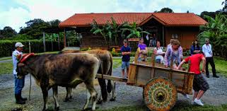 Oct 26, 2017 · arrive at the coffee plantations of los santos region, considered to be the finest coffee in costa rica. Monteverde Coffee Chocolate Tour Native S Way Monteverde Tours