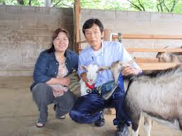 ミニヤギ除草でレモン生産や竹林整備も！ 早期退職、ヤギで故郷を再生｜マイナビ農業