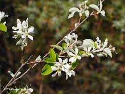 Image result for Amelanchier ovalis