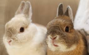 Bunny is a huge fan of zucchini and sees it as a treat. What Is The Netherland Dwarf Rabbit Diet Food Feeding