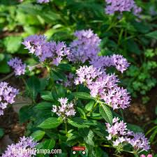 Image result for Pentas lanceolata