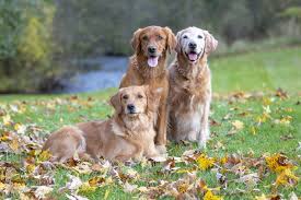 Our puppies come with complete registration, vet checked, feeding menu and a handbook. Tanbark Golden Retrievers Golden Retrievers Wisconsin