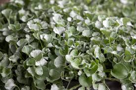 Image result for Dichondra